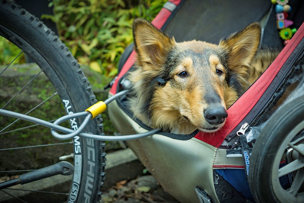 Tipps und Tricks für eine Radtour mit der Fellnase