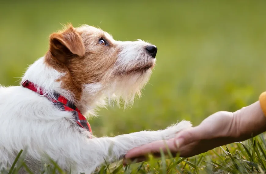 Bindung – Unsichtbares Band zwischen Mensch und Hund