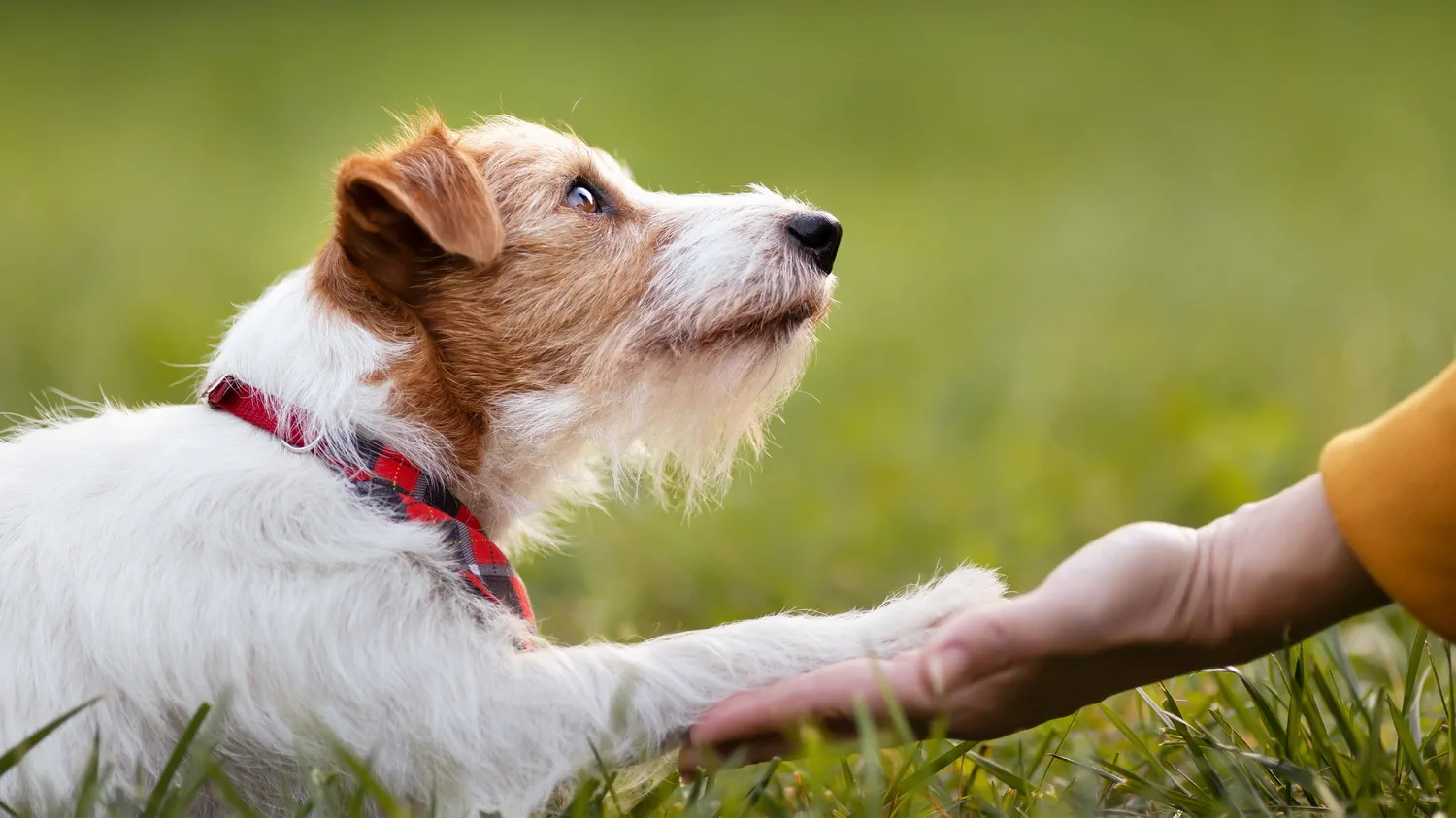 Bindung – Unsichtbares Band zwischen Mensch und Hund