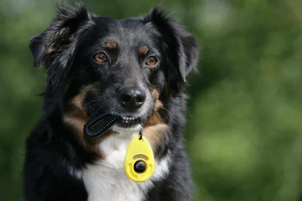 Blauerhund: Neue Welten für Hundefreunde?