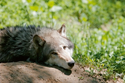 Wolfsforschung zur ­Entschlüsselung von Hundeverhalten
