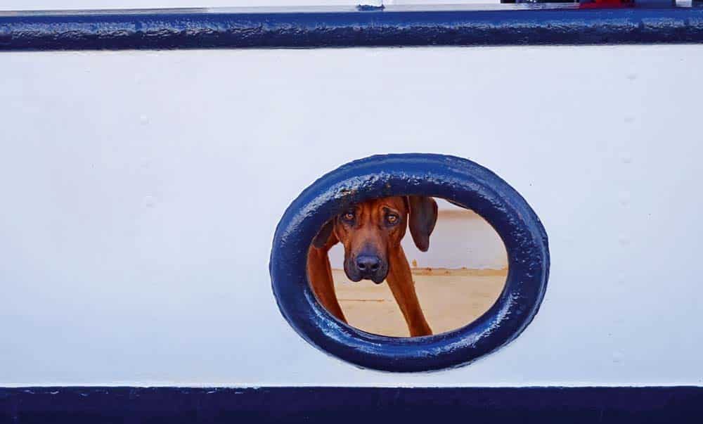 Urlaub im Hotel? – Nicht ohne meine Hunde!