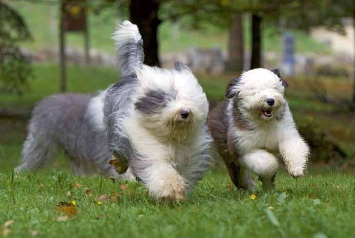 Der Bobtail