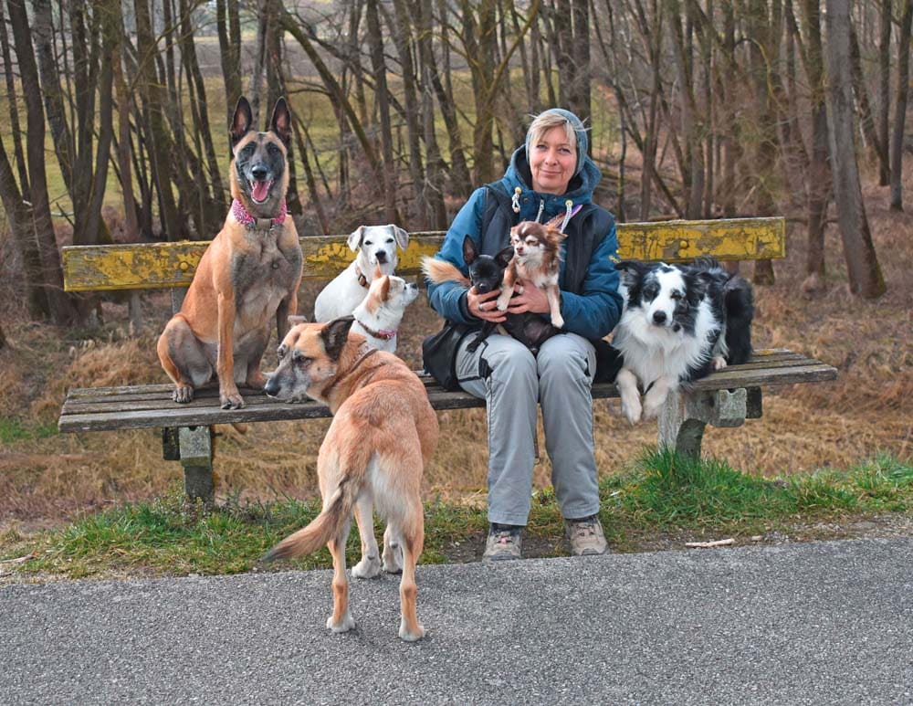 Mehrhundehaltung: Eine Kuh macht muh, viele Kühe …?
