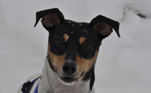 Sanfter Terrier aus Andalusien: Der Ratonero Bodeguero Andaluz