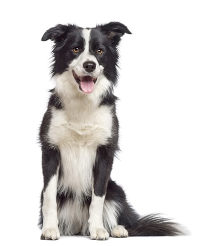 Border Collie – Superhund mit Problempotenzial