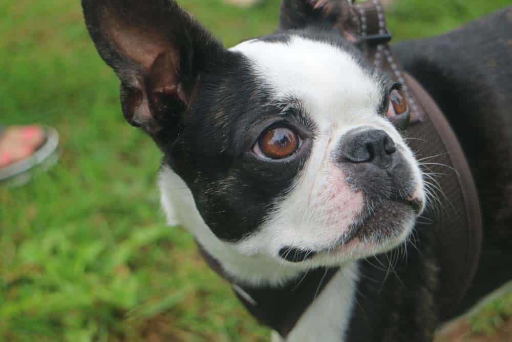 Mega Boston Terrier Treffen: Facebook-Gruppe trifft sich im wahren Leben