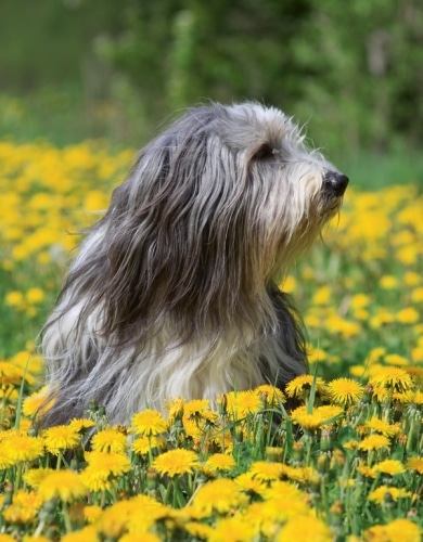 Britische Rassen – Inselcharme und Tea Time-Hunde