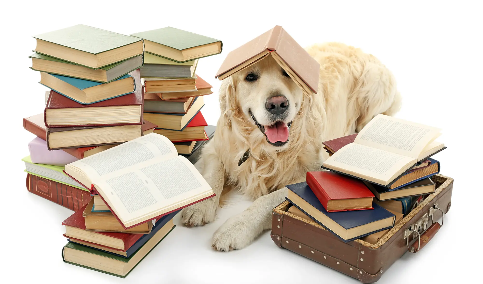 Buchtipps Sommer 2025