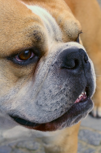 Knalleffekt in der Hundezucht – Bulldog-Rasseklub aus deutschem Zuchtverband ausgeschlossen