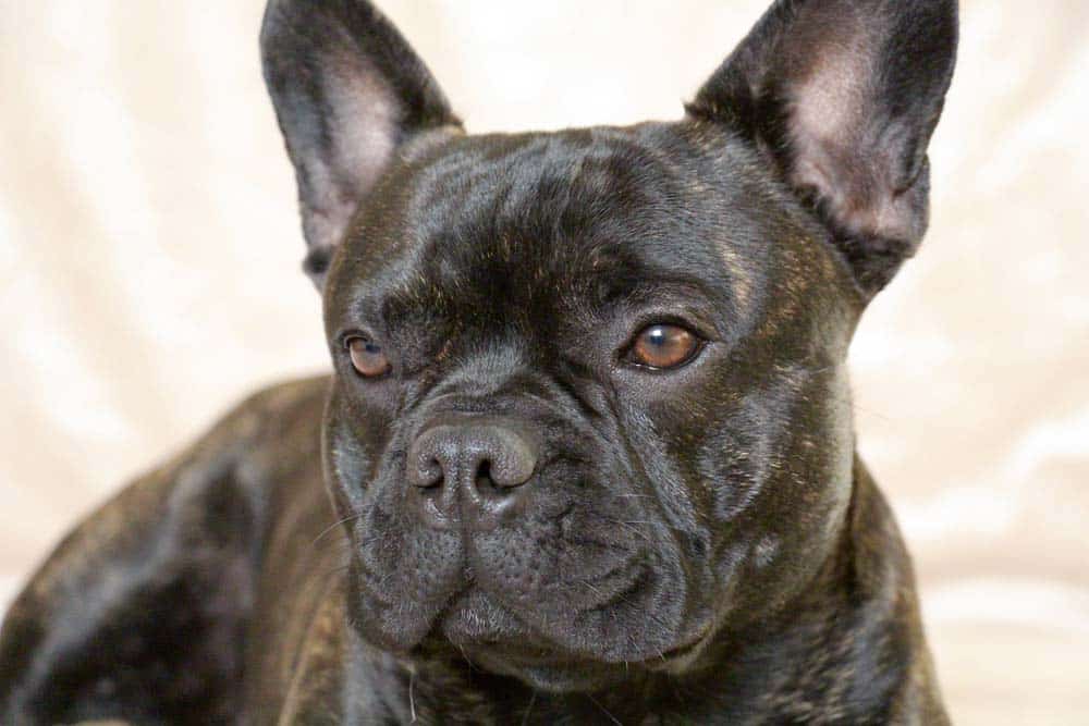Gesunde Bulldoggen