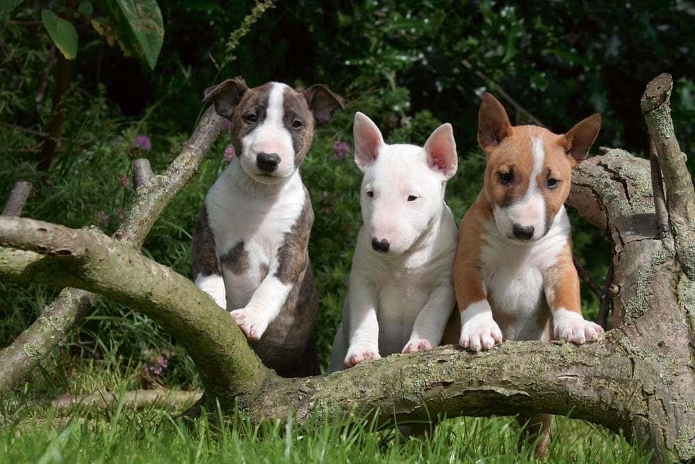 Bull Terrier – Der Clown unter den Hunden