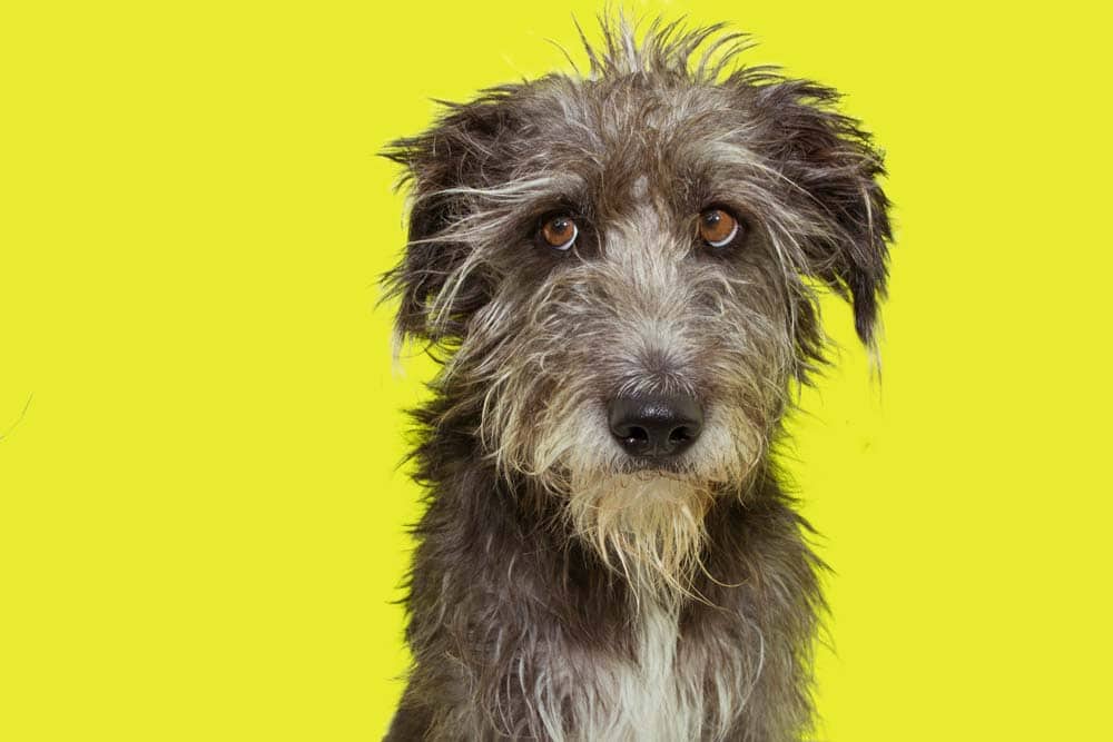 Burn-out: Wenn der Hund ausbrennt