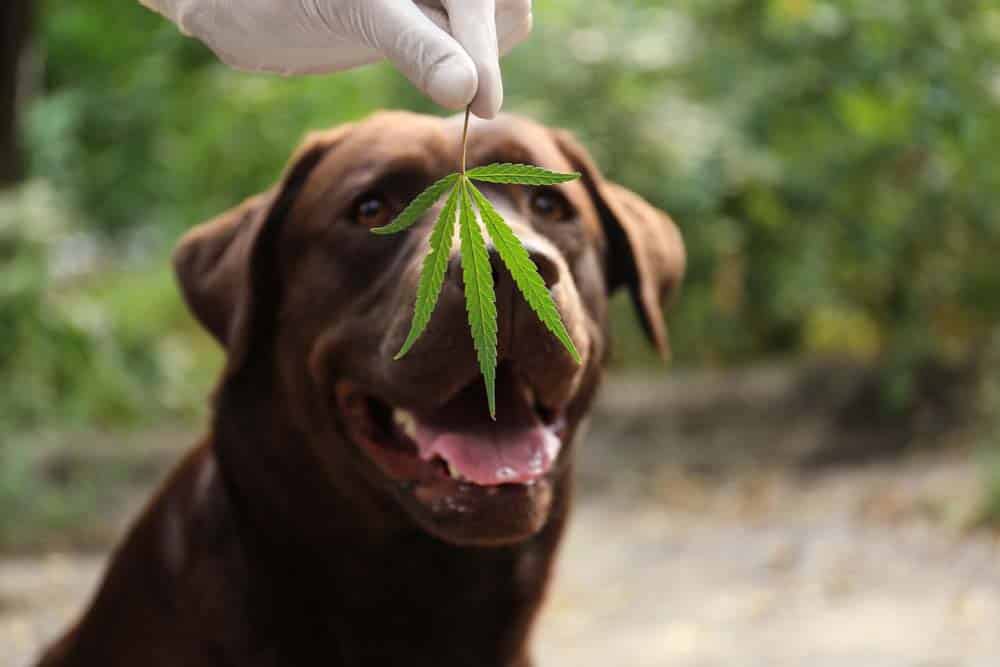 CBD: Wie wirkt Cannabidiol beim Hund?