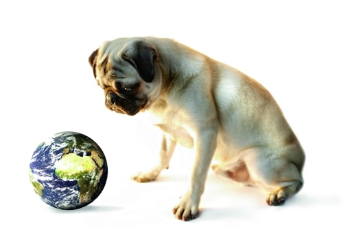 Neues aus der ­Hundeforschung