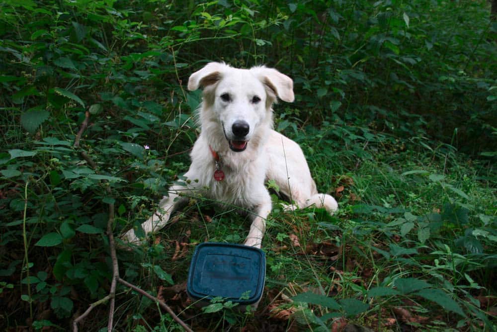 Cache–Dogs: Vierbeinige Schatzsucher