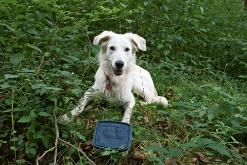 Cache–Dogs – Vierbeinige Schatzsucher