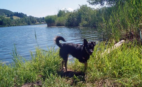 Camping mit Hund – Wuffi auch im Urlaub dabei!