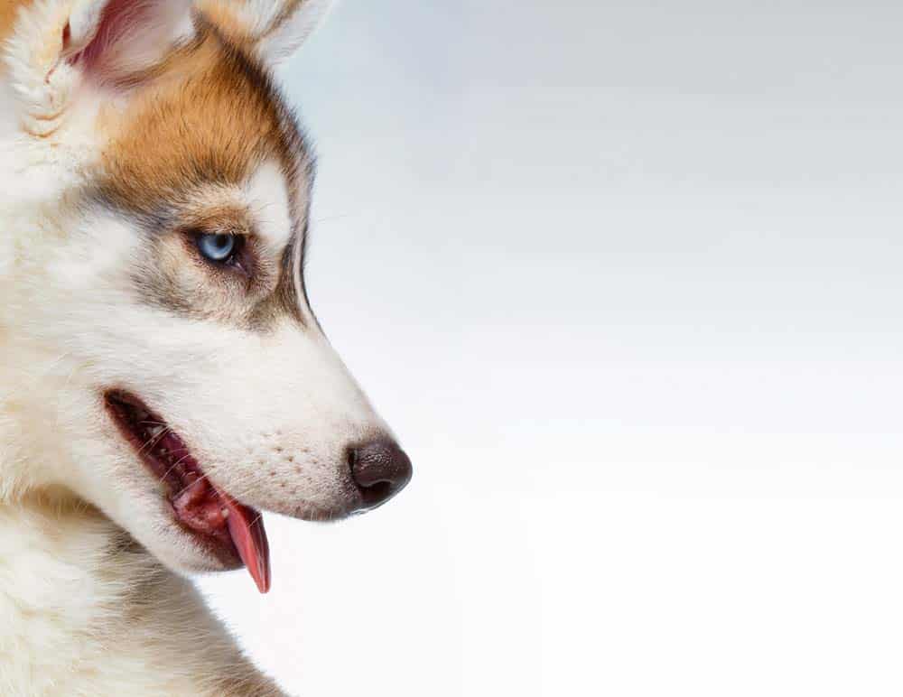 Amazing Dogs Symposium Linz