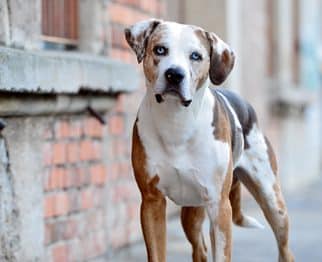 Der Louisiana Catahoula Leopard Dog – Indianerhund, Wildschweinjäger, Cow Dog, Baumkletterer