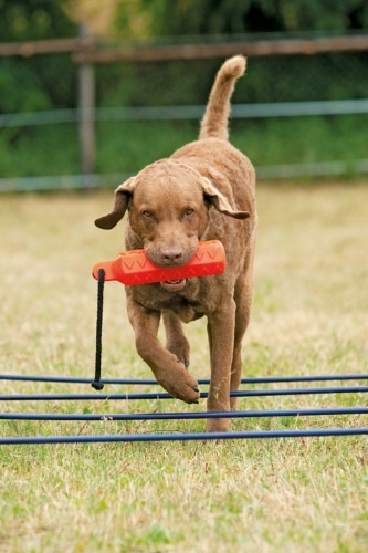 Cavalettitraining für Hunde