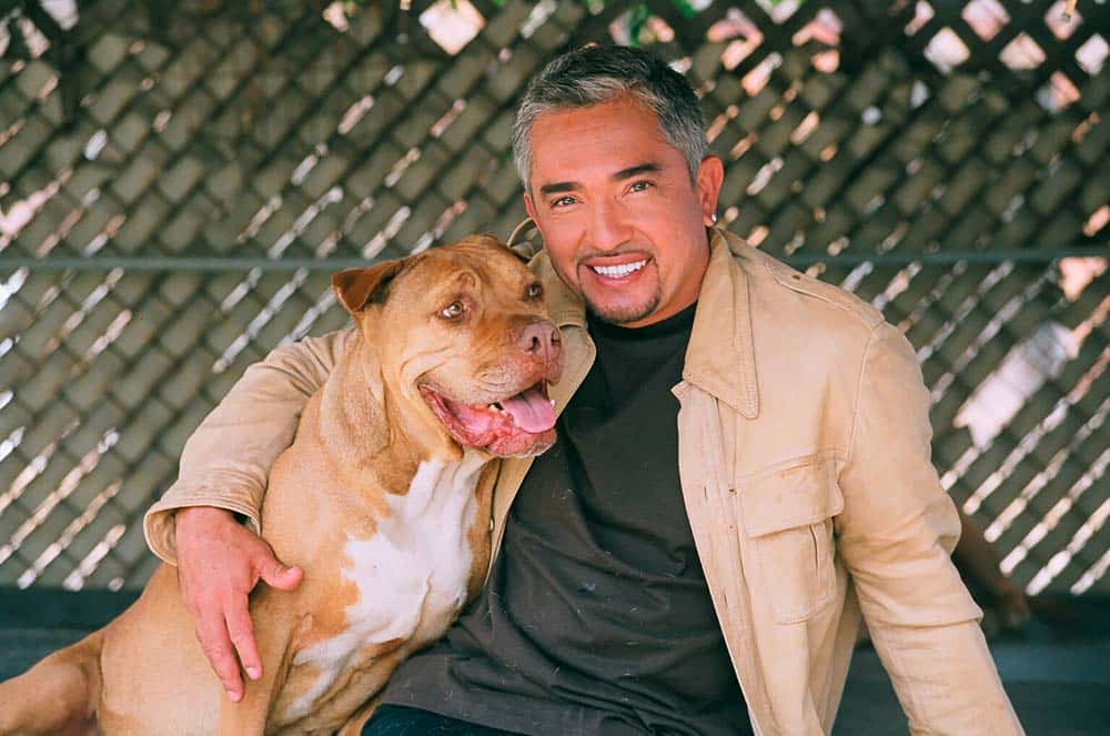 Lügen haben kurze Leine … – Pro und Kontra Cesar Millan