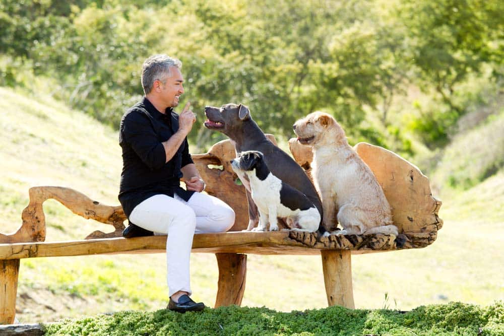 Lügen haben kurze Leine Pro und Kontra Cesar Millan DOGODU