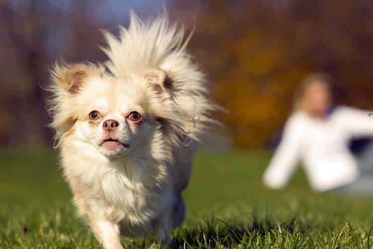 Der Chihuahua