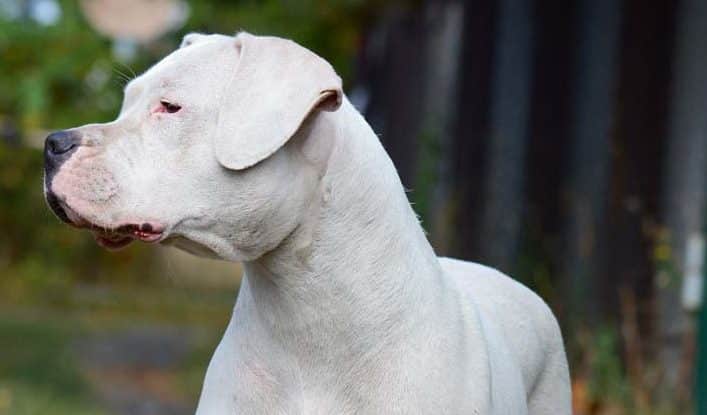 Hundehalter stritten: 55-Jähriger schlug mit Leine auf Tier ein