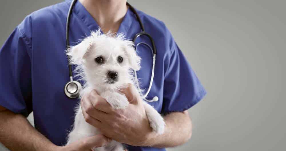 Tierliebhaber verhinderten Verkauf kranker Hunde in Oberösterreich