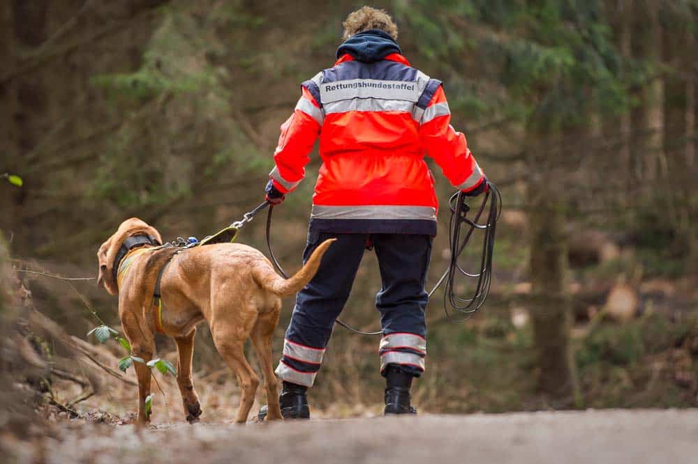 Hunde helfen in Gerichtsverfahren