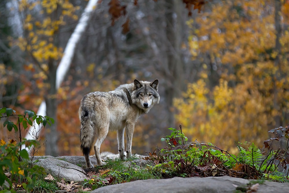 Wolf in OÖ: WWF mahnt zu Besonnenheit statt Stimmungsmache