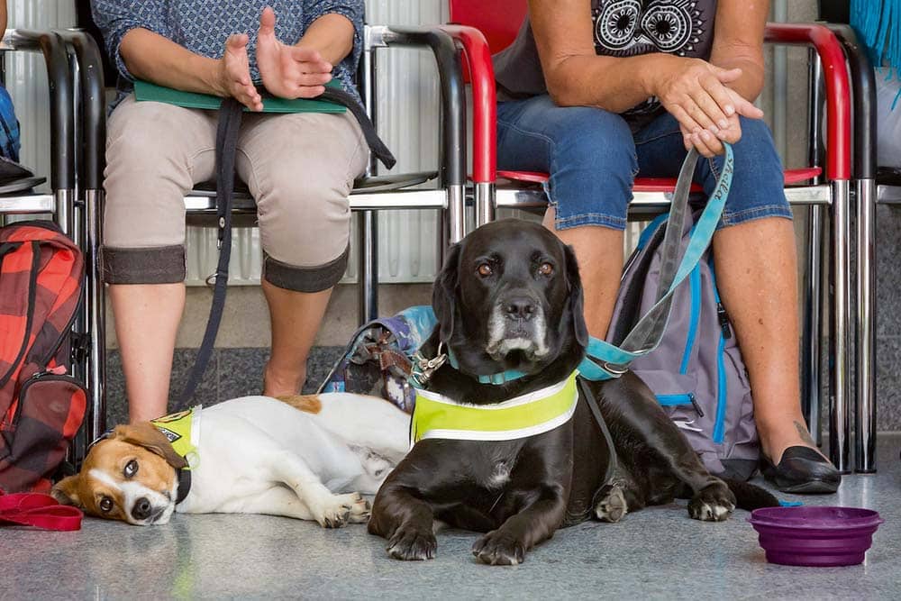 Assistenzhunde in Österreich