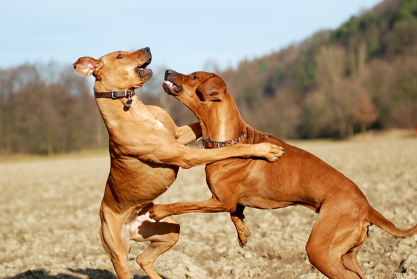 Wenn Hund keine Hunde mag: Spaziergang mit einem sozial unverträglichen Hund