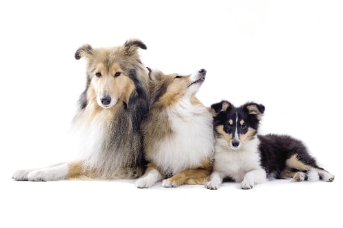 Der Collie – Drei in Einem