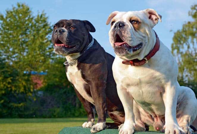 Continental Bulldogs