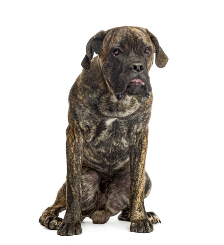 Stanley Coren: „Ein dummer Hund kann ein guter Hund sein“
