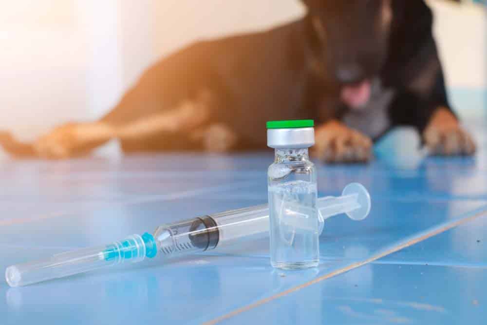 Corona-Spürhunde: Erkennen Infektion an Urin, Speichel und Schweiß
