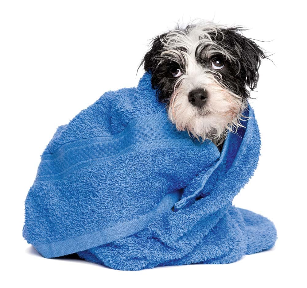 Hund vor Apotheke vergessen
