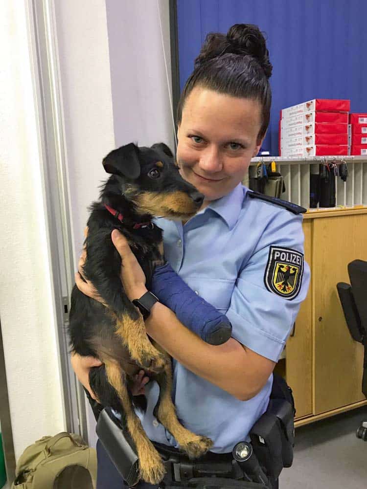 Hund mit Gipsbein im Bahnhof herumgeirrt