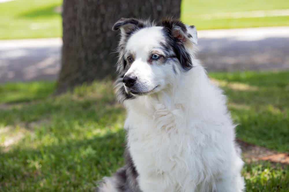 Überfall auf Frauchen – Hund jagt Täter in die Flucht