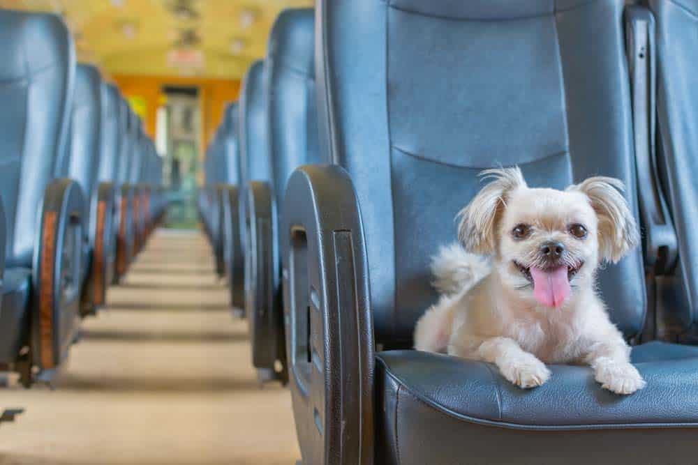 Hund als Schwarzfahrer in S-Bahn