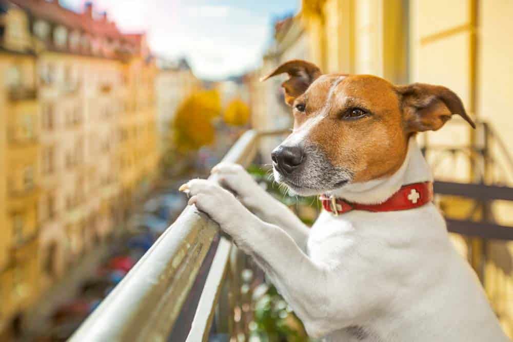 Auf Balkon ausgesperrter Hund führt zu Feuerwehreinsatz