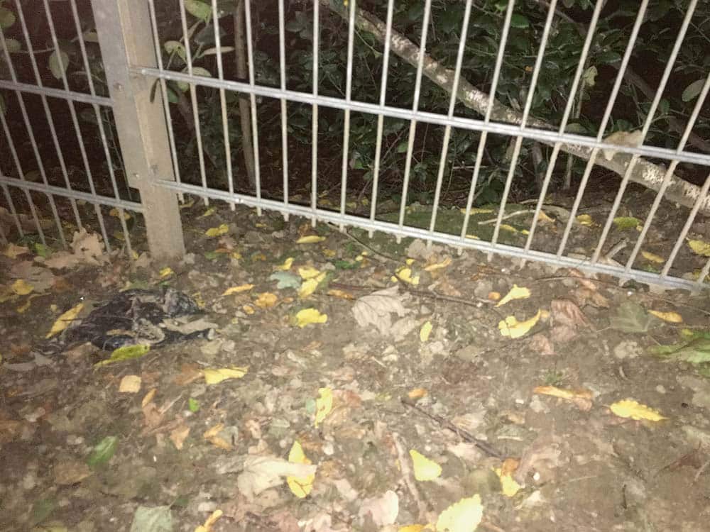 Hund macht auf verunglückte Halterin ­aufmerksam