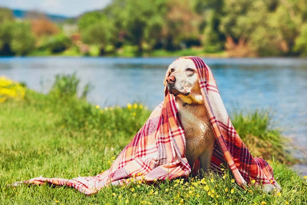 Polizei rettet vermissten Hund nach 5 Tagen