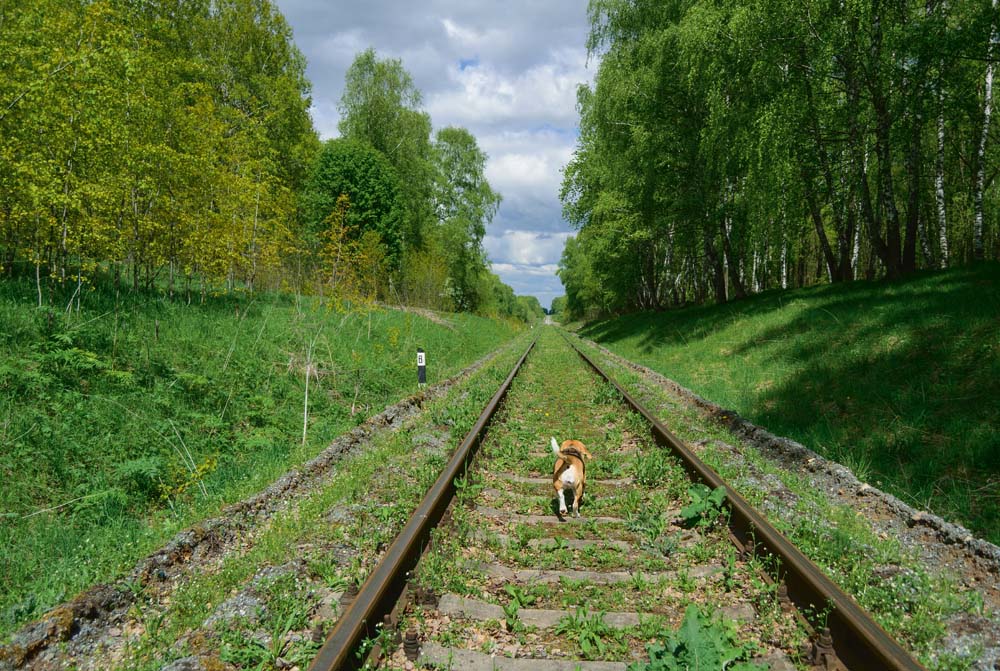 Hund legt Zugverkehr für zwei Stunden lahm