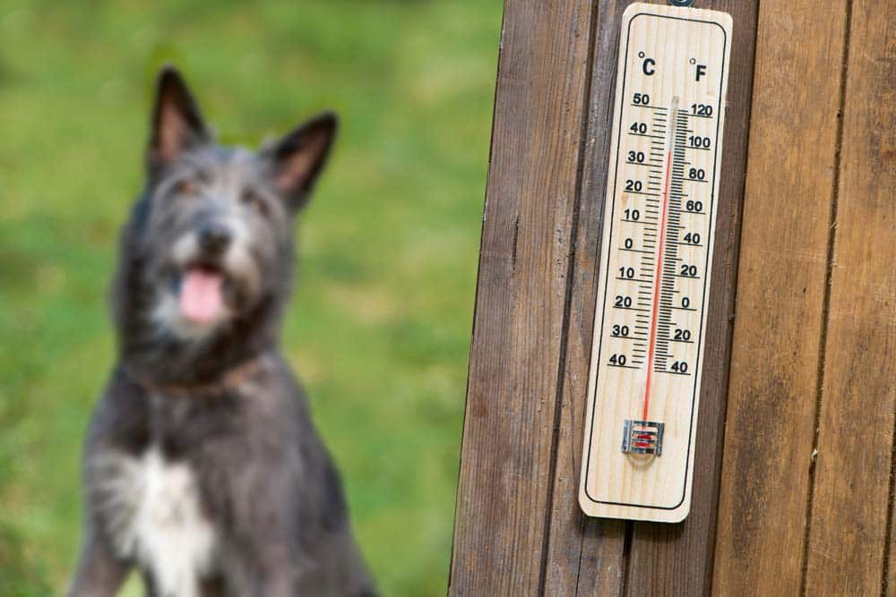 Uneinsichtiger Hundehalter lässt Hunde im überhitzten Auto