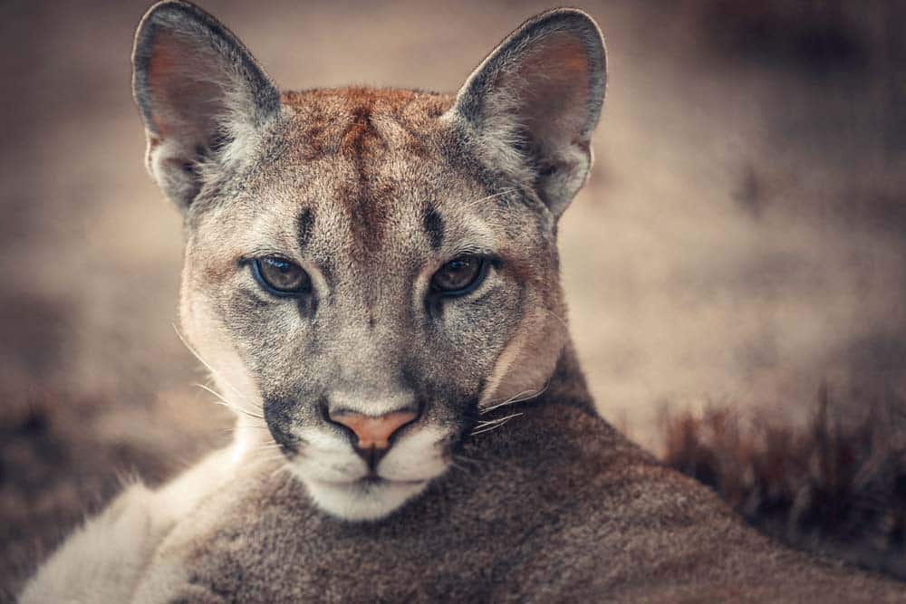 Prag: Beim Gassigehen entflohenem Puma begegnet