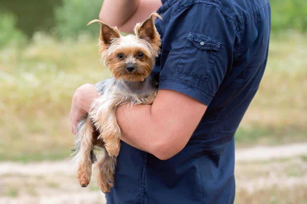 Erpressungsversuch mit Hund