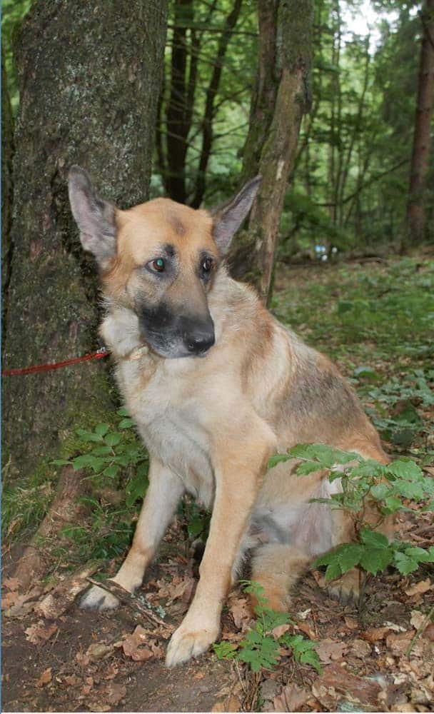 Hund ausgesetzt – an Baumstamm angebunden
